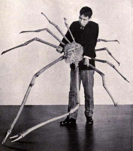 Bí[-]ẩn[-]loài[-]cua[-]dài[-]bằng[-]xe[-]hơi[-]ở[-]Thái[-]Bình[-]Dương